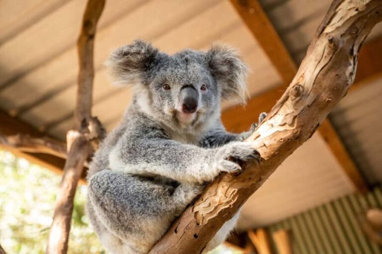 Blue Mountains Day Tour -Featherdale & Scenic World (15 MAX) - Introduction: The Allure of a Blue Mountains Day Trip