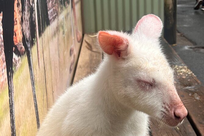 Blue Mountains Private Tour (Featherdale & Scenic World optional) - Final Thoughts: Who Will Love This Tour?