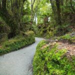 Blue Pools & Makarora Day Walk - Who Will Love This Tour?