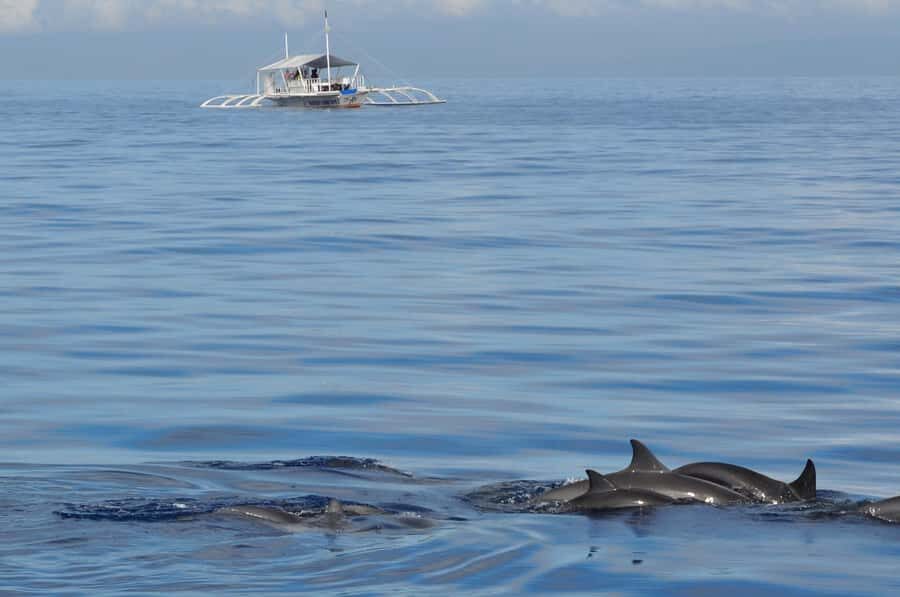 Bohol: Balicasag Boat Tour with extra snorkeling time - An In-Depth Look at the Tour  
