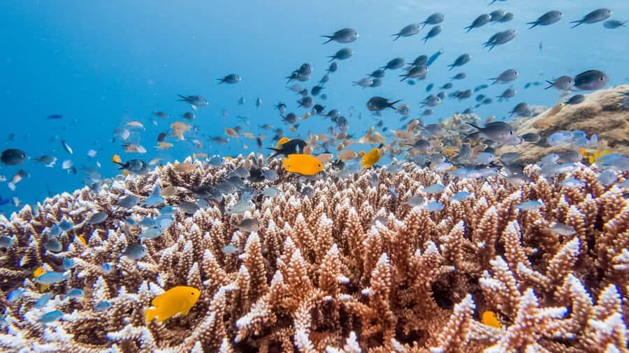 Bohol: Balicasag Boat Tour with extra snorkeling time - Introduction: What Is the Bohol Balicasag Boat Tour?