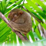 Bohol: Chocolate Hills, Tarsier, and Loboc River Tour - Exploring the Itinerary: What to Expect