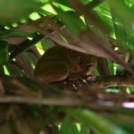 Bohol: Chocolate Hills, Tarsiers & Loboc River - What Makes This Tour Stand Out?