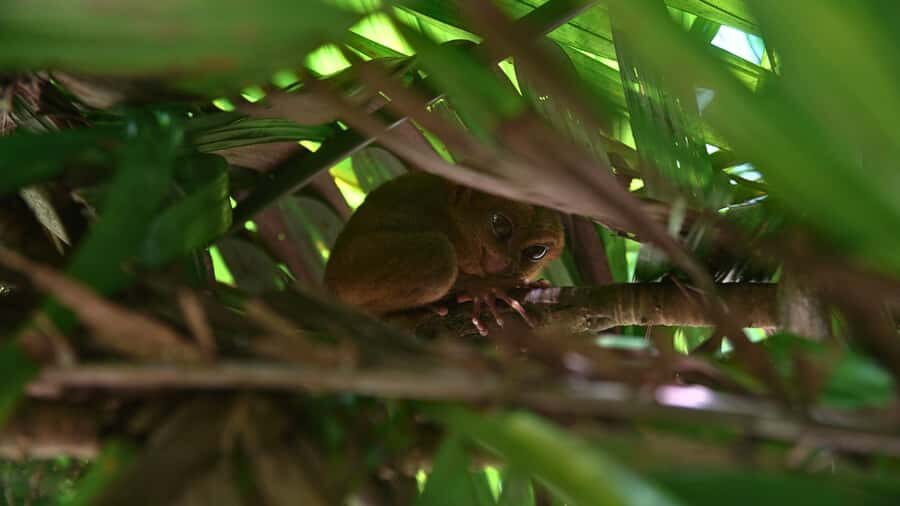 Bohol: Chocolate Hills, Tarsiers & Loboc River - What Makes This Tour Stand Out?