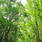 Bohol Countryside Tour to Chocolate Hills and Loboc River - How Does the Tour Fare in Terms of Value?