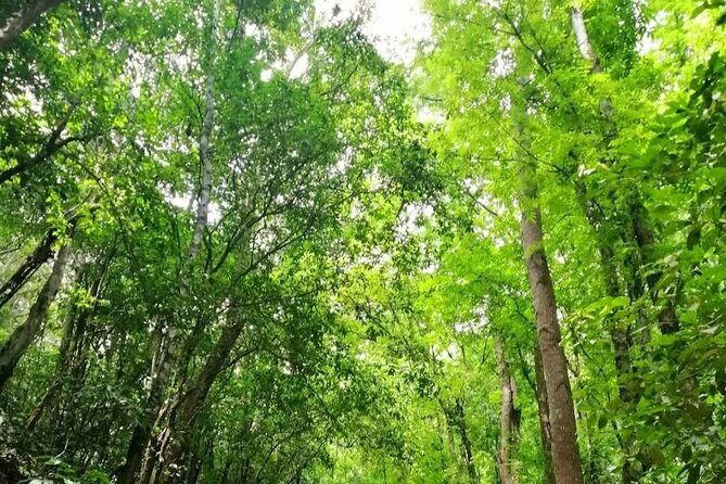 Bohol Countryside Tour to Chocolate Hills and Loboc River - How Does the Tour Fare in Terms of Value?