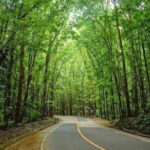 Bohol Countryside Tour with Lunch at Loboc River Cruise - Authentic Insights from Past Travelers