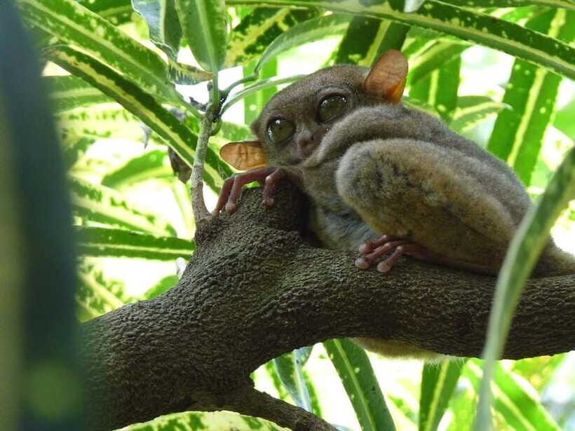 Bohol: Countryside Tour with Tarsiers and Chocolate Hills - Practicalities and What to Keep in Mind