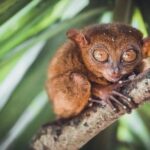 Bohol Day Tour from Cebu (Shared) w/ RT Transfers & Ferry - Is This Tour Worth It?