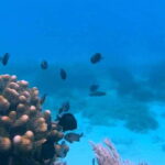 Bohol: Dolphin Watching & Snorkeling at Balicasag Island - An In-Depth Look at the Experience