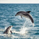 Bohol: Panglao Island Hopping & Dolphin Watching Tour - Inclusions and Extras