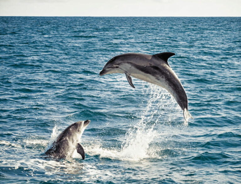 Bohol: Panglao Island Hopping & Dolphin Watching Tour - Inclusions and Extras