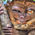 Bohol: Premium Chocolate Hills, Tarsiers & River Experience - Who Would Love This Tour?