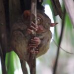 Bohol: Sunset Chocolatehills Tour with Buffet Cruise Lunch - Highlights of the Itinerary