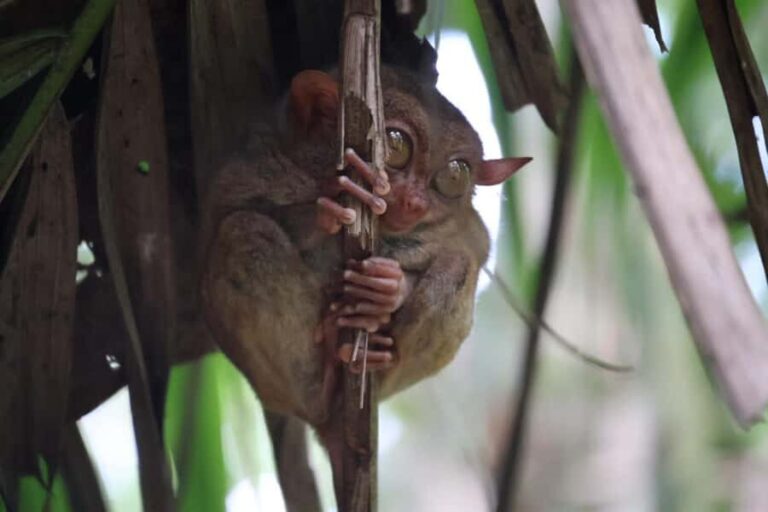 Bohol: Sunset Chocolatehills Tour with Buffet Cruise Lunch - Highlights of the Itinerary