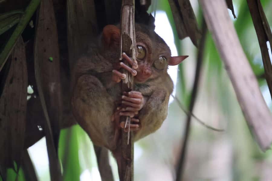 Bohol: Sunset Chocolatehills Tour with Buffet Cruise Lunch - Highlights of the Itinerary
