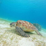 Bohol: Turtle Sanctuary Snorkeling Boat Tour with Lunch - In-Depth Breakdown of the Itinerary