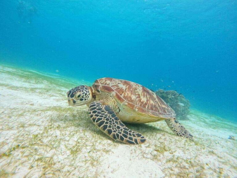 Bohol: Turtle Sanctuary Snorkeling Boat Tour with Lunch - In-Depth Breakdown of the Itinerary