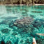 Bora Bora: 1/2 day Coral Discovery tour - Shared tour - The Sum Up