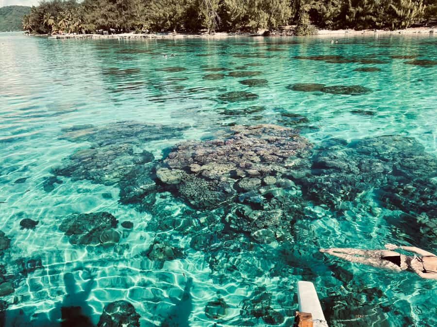 Bora Bora: 1/2 day Coral Discovery tour - Shared tour - The Sum Up