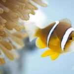 Bora Bora: 1 afternoon dive for certified divers - An In-Depth Look at the Bora Bora Afternoon Dive