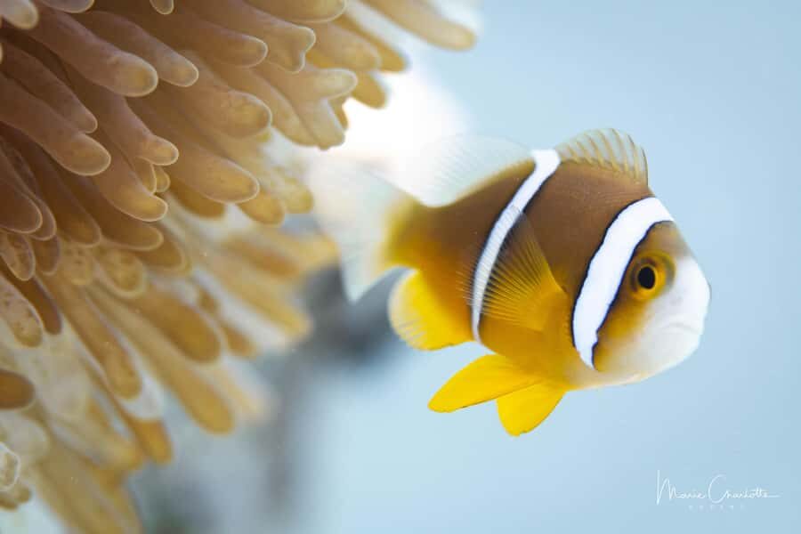 Bora Bora: 1 afternoon dive for certified divers - An In-Depth Look at the Bora Bora Afternoon Dive