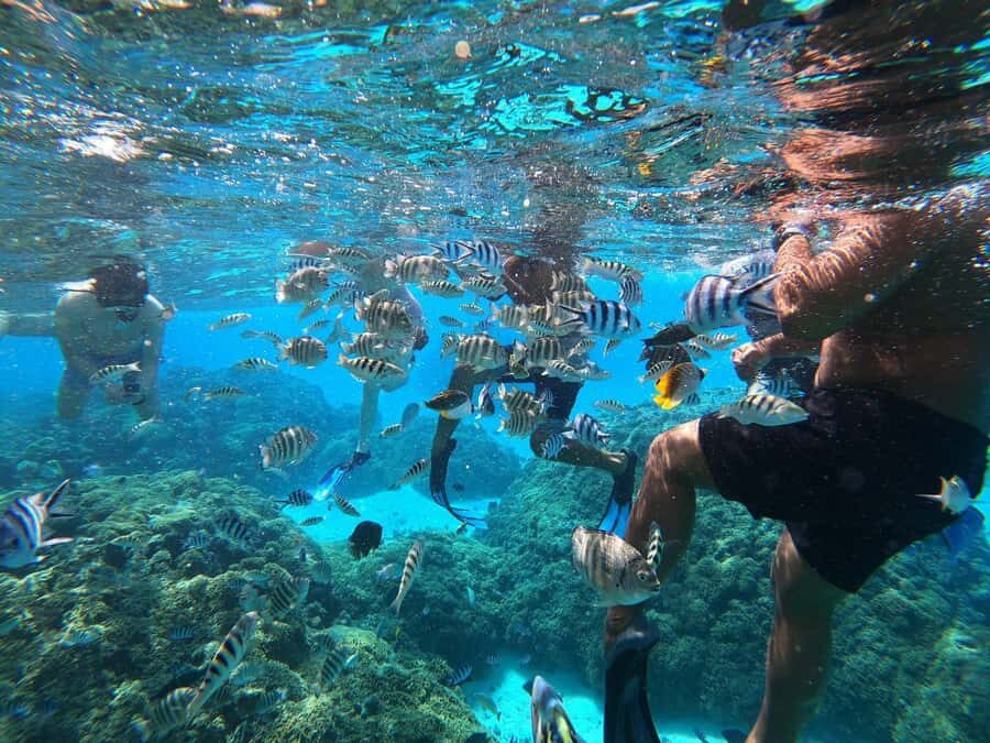 Bora Bora: 3/4 Day Private Lagoon Tour with Lunch&Snorkeling - The Experience in Depth: What Really Sets It Apart