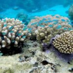 Bora Bora: 3.5-Hour Lagoon Boat Tour with Snorkeling - Practical Details and Tips