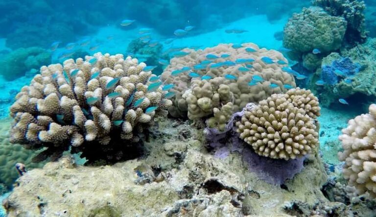 Bora Bora: 3.5-Hour Lagoon Boat Tour with Snorkeling - Practical Details and Tips