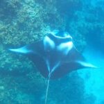 Bora Bora: Full day Lagoon Safari & Lunch on a Motu - ST - How to Make the Most of Your Lagoon Safari