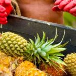 Bora Bora Gourmet Odyssey - Food Tour - The Sum Up