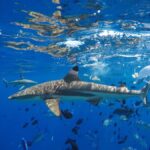 Bora Bora: Half-Day Traditional Canoe Ride in the Lagoon - The Value of This Tour