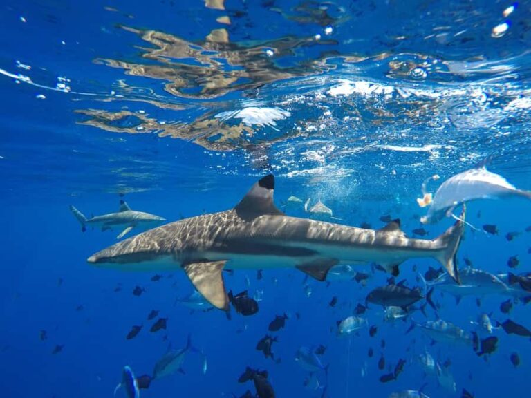 Bora Bora: Half-Day Traditional Canoe Ride in the Lagoon - The Value of This Tour