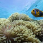 Bora Bora: Lagoon Tour and Snorkeling Experience - What to Expect from the Bora Bora Lagoon Tour