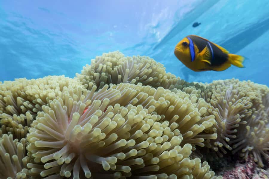 Bora Bora: Lagoon Tour and Snorkeling Experience - What to Expect from the Bora Bora Lagoon Tour