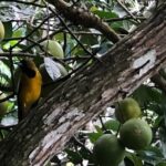 Botanical and Bird Sanctuary Tour in Montego Bay - Who Should Consider This?