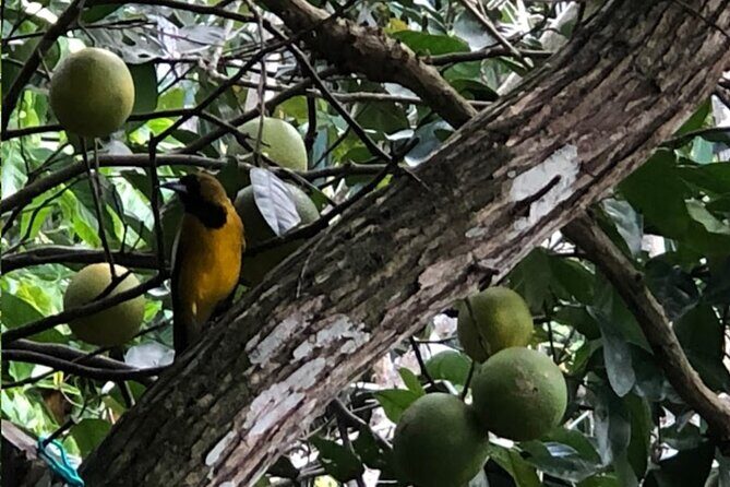 Botanical and Bird Sanctuary Tour in Montego Bay - Who Should Consider This?