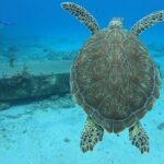 Brewers Bay Beach and Snorkel Adventure - Who is This Tour Best For?