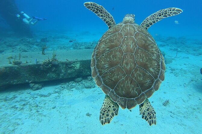 Brewers Bay Beach and Snorkel Adventure - Who is This Tour Best For?
