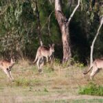 Brisbane: Kangaroos, Birds and Mangroves Coastal Tour - Practical Details and Value