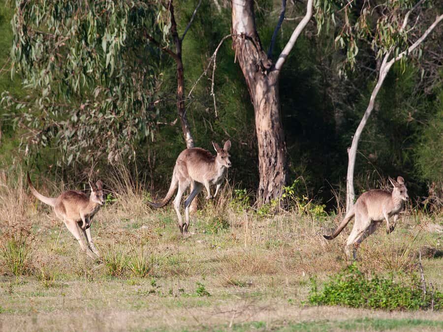 Brisbane: Kangaroos, Birds and Mangroves Coastal Tour - Practical Details and Value