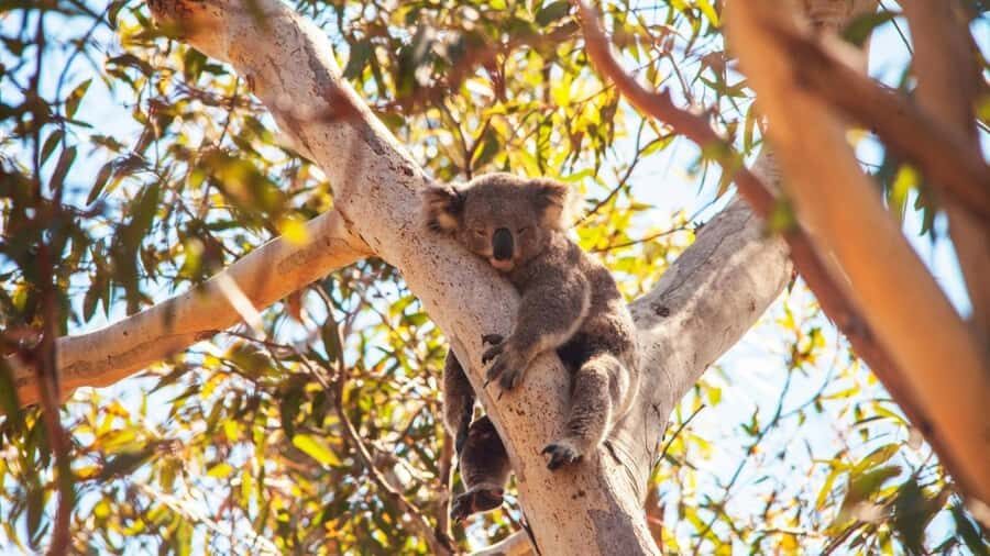 Brisbane to North Stradbroke Island Day: Wildlife & Beaches - What Makes This Tour Stand Out?