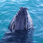 Broome Sunset & Whale Watching Cruise - What to Expect on the Cruise