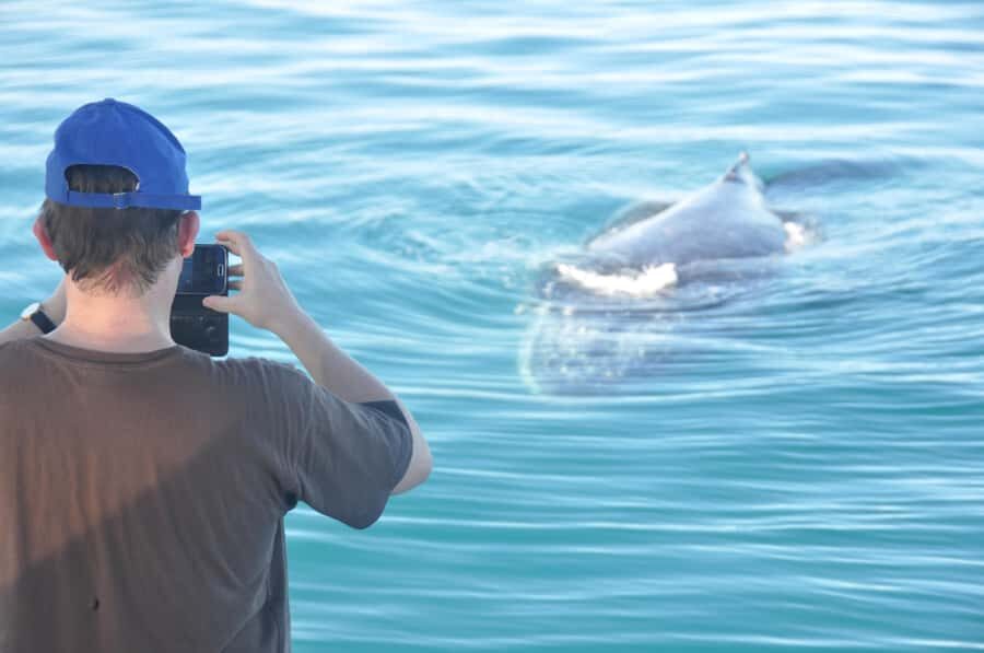 Broome: Whale Watching & Sunset Cruise - Who Will Love This Experience?