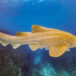 Brunswick Heads: Snorkelling in Byron Bay - The Itinerary: What to Expect on Your Snorkeling Adventure