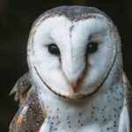 Buderim Forest Flight Owl Encounter and Tour - The Itinerary Breakdown