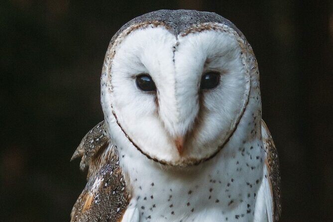 Buderim Forest Flight Owl Encounter and Tour - The Itinerary Breakdown