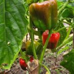 Buggy, horse and plantation ranch - Who Would Love This Tour?