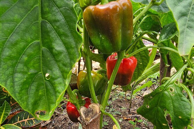 Buggy, horse and plantation ranch - Who Would Love This Tour?