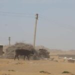 Bukhara/Samarkand: Nurata, Aydarkul Lake & Desert Day Trip - Who Is This Tour Best For?